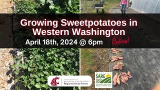 Growing Sweetpotatoes in Western Washington