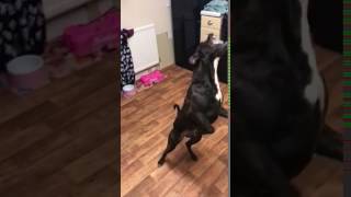 Nala Staffy In Slow Motion