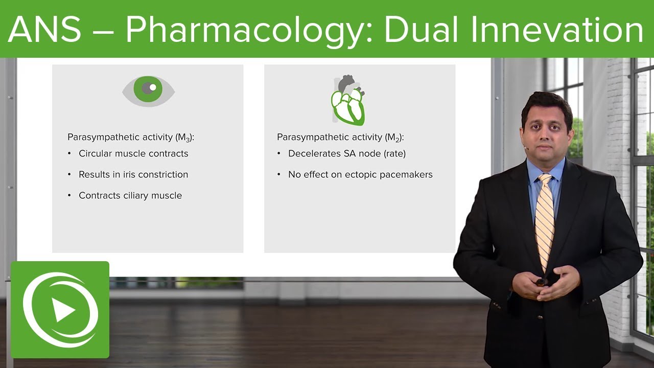 Dual Innervation – ANS - Pharmacology | Lecturio