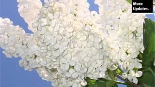 White Lilac | Best Of White Folwer Picture Collection - Phula Pics White Lilac | Best Of White Folwer Picture Collection - Phula Pics