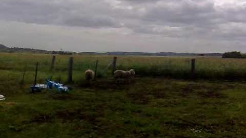 ronnie the retarded sheep