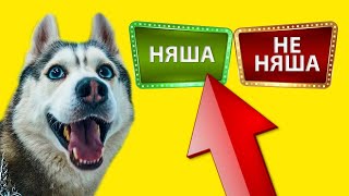 Тест На Няшность! (Хаски Бандит) Говорящая Собака