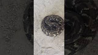 Monroeton Rod & Gun Club Rattlesnake Hunt 2019(1)