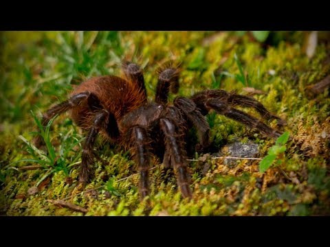 Video: Cómo Nombrar Una Araña