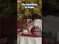Jingles under the tree