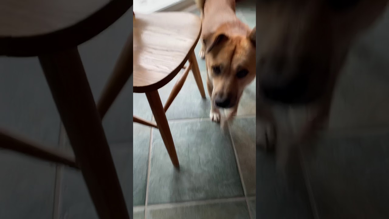 Jabee’s bushy tail