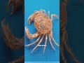 The animal skeletons that look straight out of a horror movie! 🦴👀