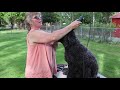 Portuguese Water Dog Gets A Retriever Cut の動画、YouTube動画。