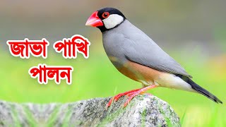 স্বল্প খরচেই জাভা পাখি পালন পদ্ধতি ও দাম | Java Sparrow Bird Rearing | Java Pakhi Palon