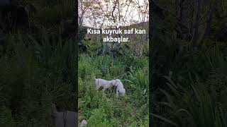 akbaş bebeler.      #anadoluçobanköpeği #trkangal #akbaş #akbash #akbaşçobanköpeği