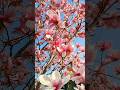 #COLOURFUL #bloom #spring #travel #seasonal #nature #videography #music