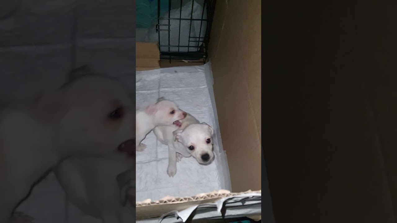 Cute Chihuahuas Presents