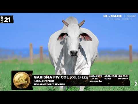 LOTE 21   COL 24922