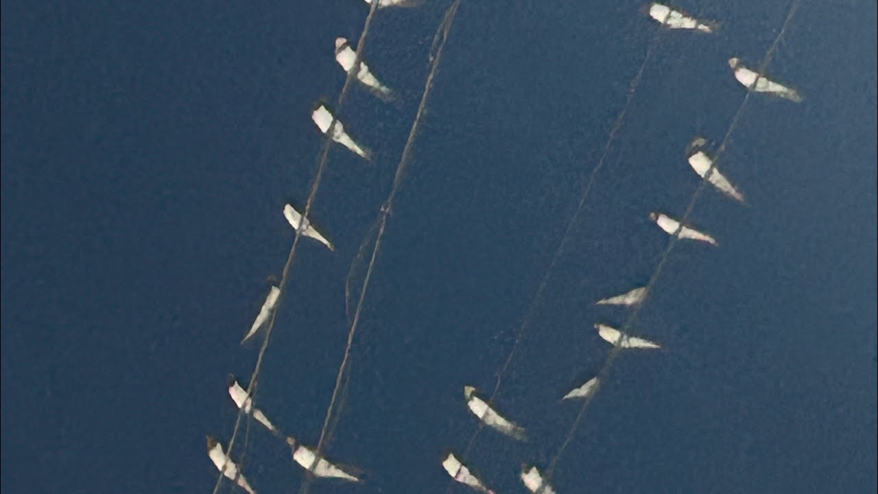 🇳🇵🇵🇭Night Bird 