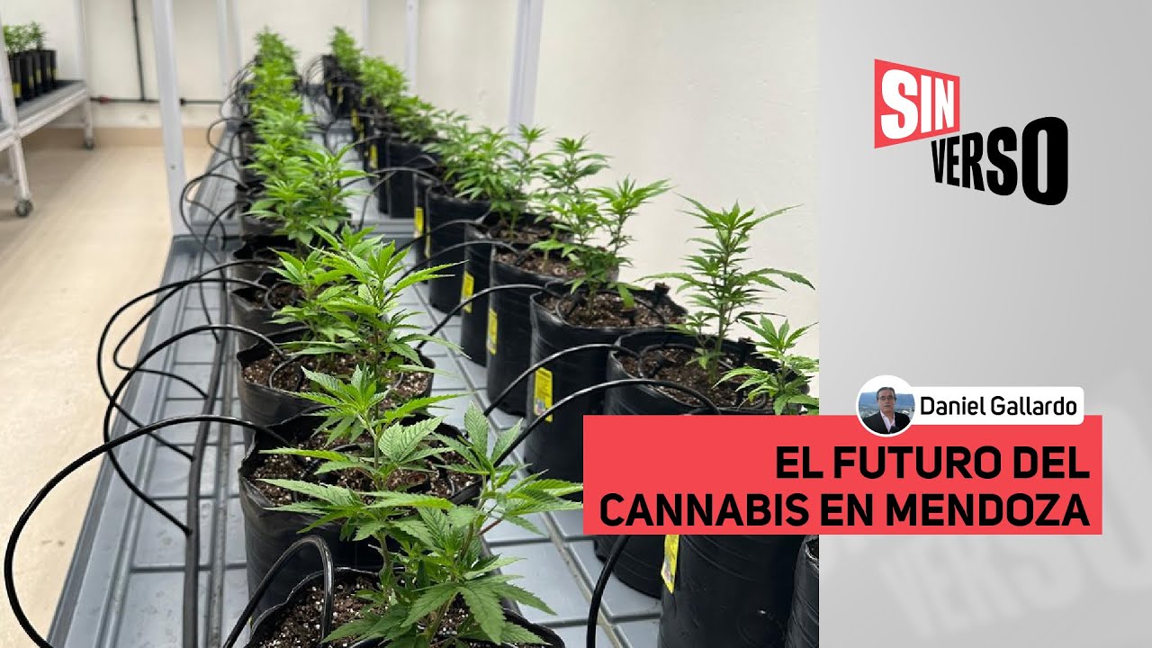 CANNABIS MEDICINAL Y CÁÑAMO  INDUSTRIAL: reglamentación y oportunidades en Mendoza