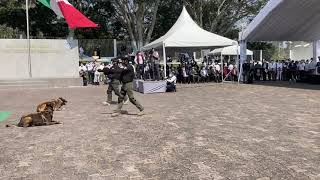 Ceremonia de Inauguración del “Diplomado Internacional Táctico K9-Perros Multipropósito” #Xalapa