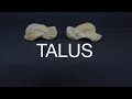 TALUS