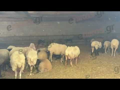 enikos.gr - Φωτιά στην Μάνδρα: Πρόβατα εγκλωβισμένα σε στάνη