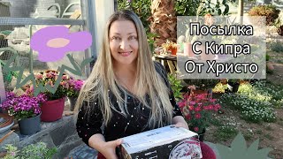 Посылка с Кипра от Христо 🌵          #посылка #кактусы