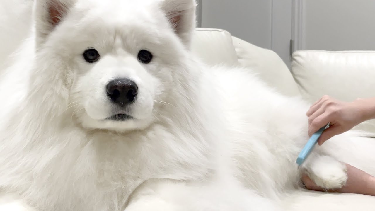 Even After 5 Years of Owning a Samoyed, I am Still Not Used to It..