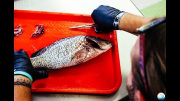 One Health Fish Monitoring Citizen Science Project