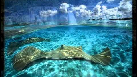 الشيخ أحمد صابر آيات من سورة الفرقان