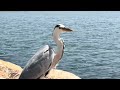 アオサギの動画です。（魚を洗って食べるように見えるところが撮れました。）