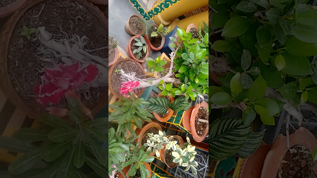 Home garden - YouTube