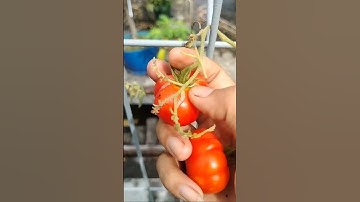 panen tomat Cherry dan tomat Mawar dikebun atap #shorts