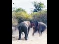 Don't worry it's a joke, elephant guardians, Let's save the nature and animals