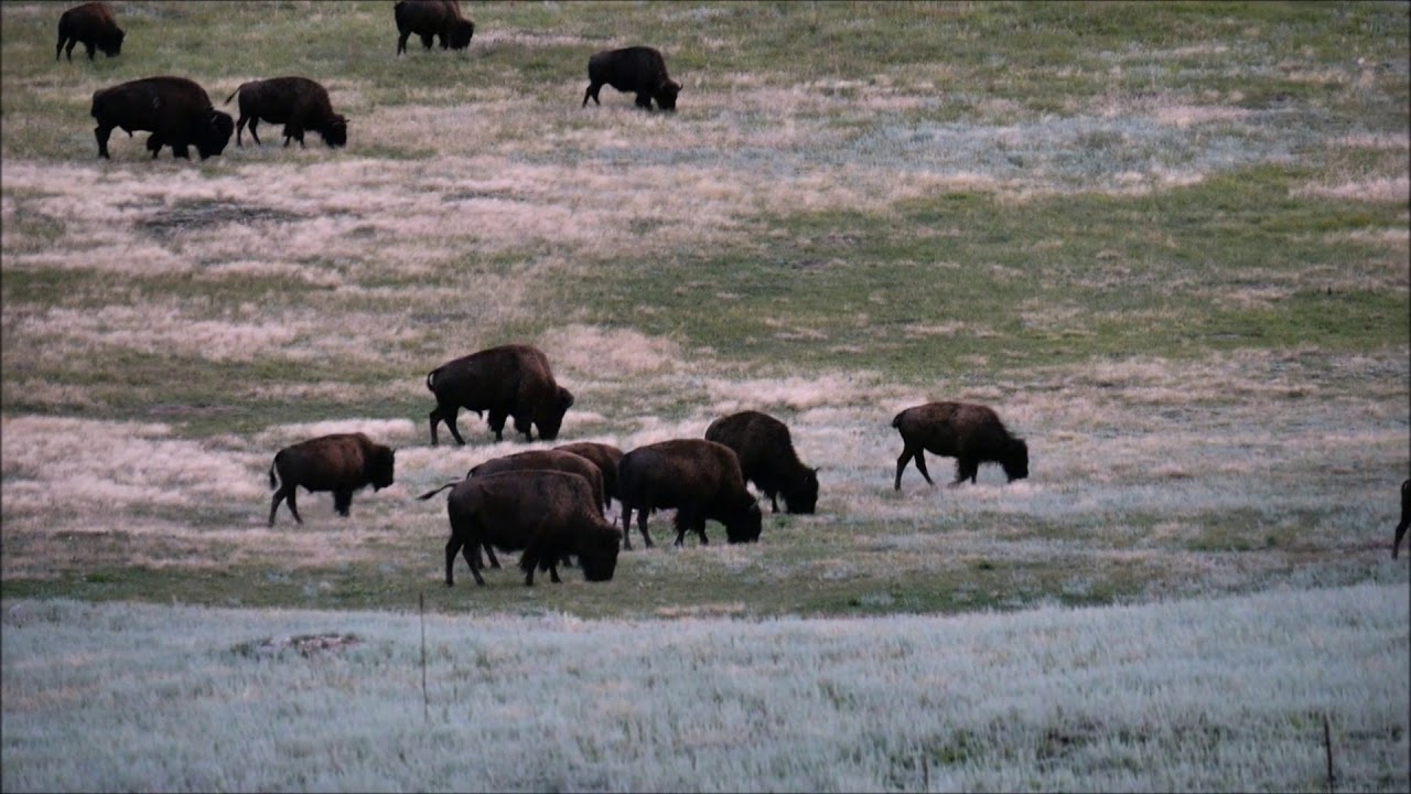 Bison in Wind Cave National Park