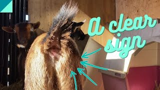 How can you tell when a goat is in heat?