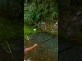 kira kira mbah kakung strike ikan apa ya? sampai jorannya melengkung tajam