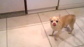 Собака - попрошайка. Смешные собаки. The dog is beggar. Funny dogs. Собака - попрошайка. Смешные собаки. The dog is beggar. Funny dogs.