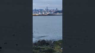 UCBerkeley PSR 버클리언덕에서 바라본 샌프란시스코 베이브릿지와 골든게이트 금문교입니다 라이브 하이라이트
