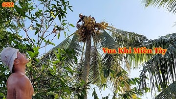 Vua Khỉ Miền Tây cùng Anh Hiền cưa hạ 2 cây Dừa ở chỗ chật hẹp ?? Cutting coconut trees