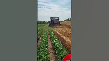 Gleaner L3 Combine. Wheat.