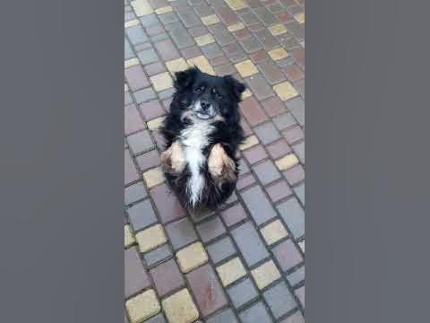 умный пёс - YouTube