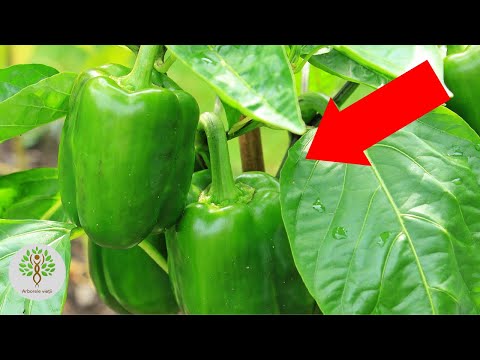 Video: Beste tid for å gjødsle paprika – Lær om gjødsel for pepperplanter