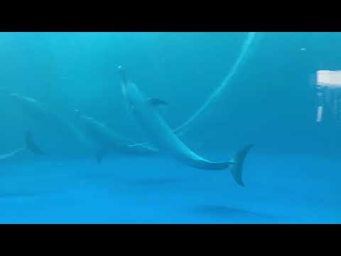 四国水族館イルカショー、プール下も見応え良し。