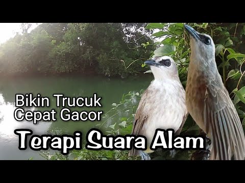 Terapi trucuk macet bunyi agar rajin riwik ropel gacor