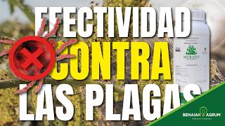 MURATO.- Efectividad contra diversidad de plagas.