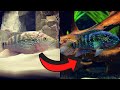 How to make your cichlids color up