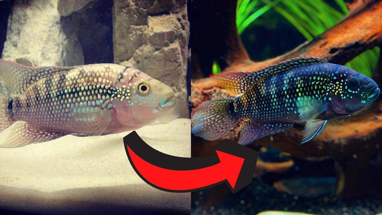 How to Make Your Cichlids Color Up - YouTube