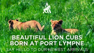 Beautiful lion cubs born at Port Lympne Reserve