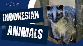 Indonesian Animals