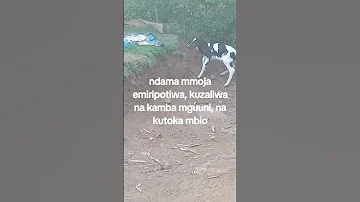 NDAMA MMJA ARIPOTIWA KUZALIWA NA KAMBA MGUUNI NA KUANZA KUCHEZACHEZA KATIKA KAUNTI YA VIHIGA 