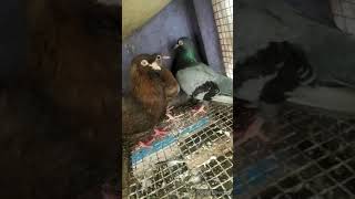 Top class Tumblr, paltar | Flying roller | Good quality Tumblr from Chennai