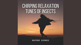 Zen Insect Serenade