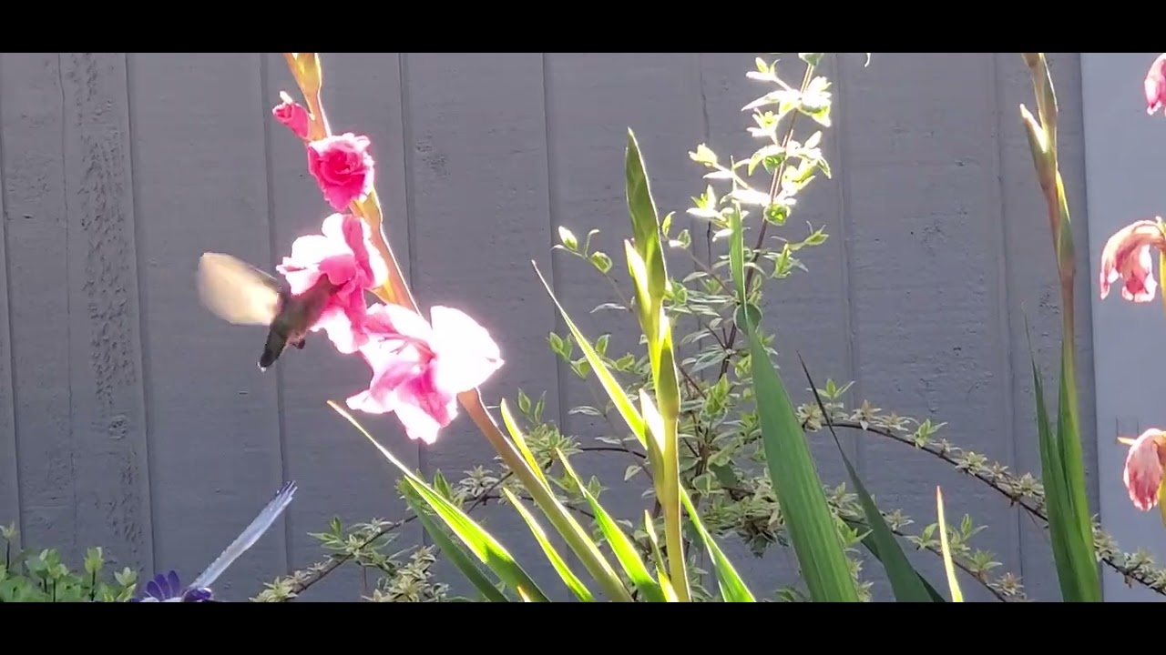 HEART WARMING! Hummingbird Nectaring on Gladiolus MORE!